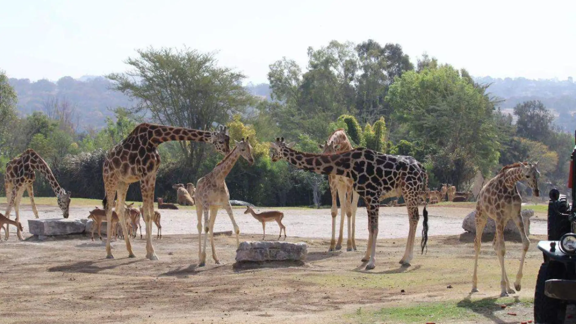 Jirafa Benito en Africam Safari